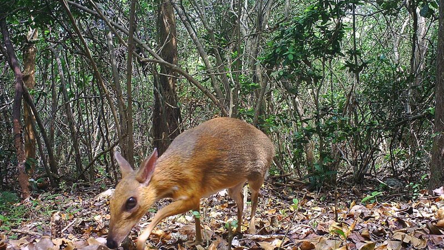A silver-backed chevrotain was caught on a camera trap as it wandered about the forest. (Credit: Originally published on Live Science.)