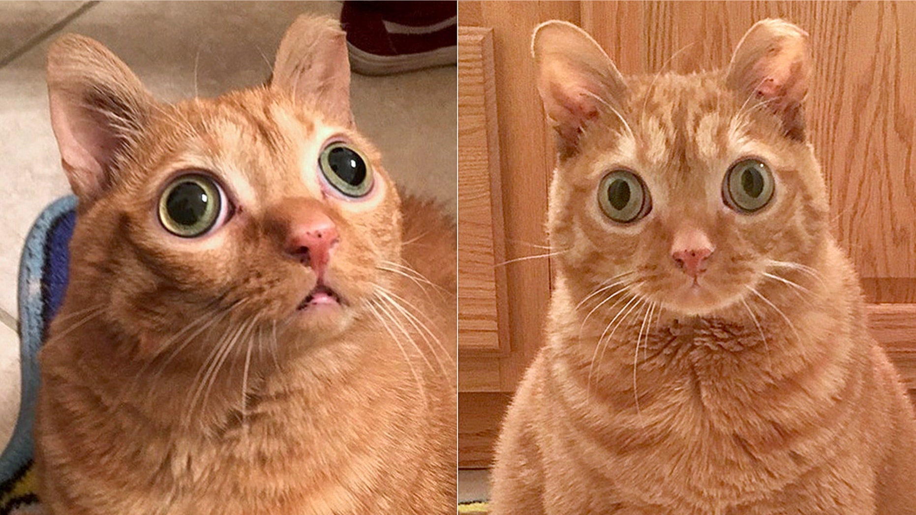 Potato the Cat has racked up an eye-popping 34,252 Instagram followers [and counting) in less than two years.