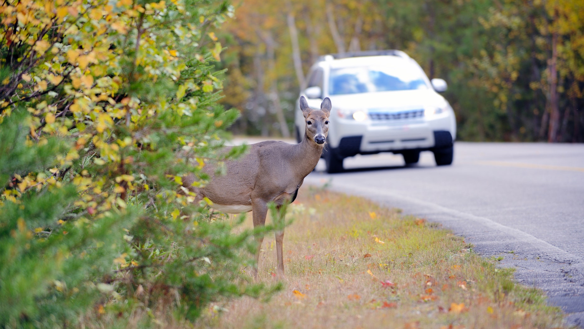 Rather than seeing dead animals spoil and go to waste by the side of the road, dozens of states allow people to legally collect the meat for consumption. 