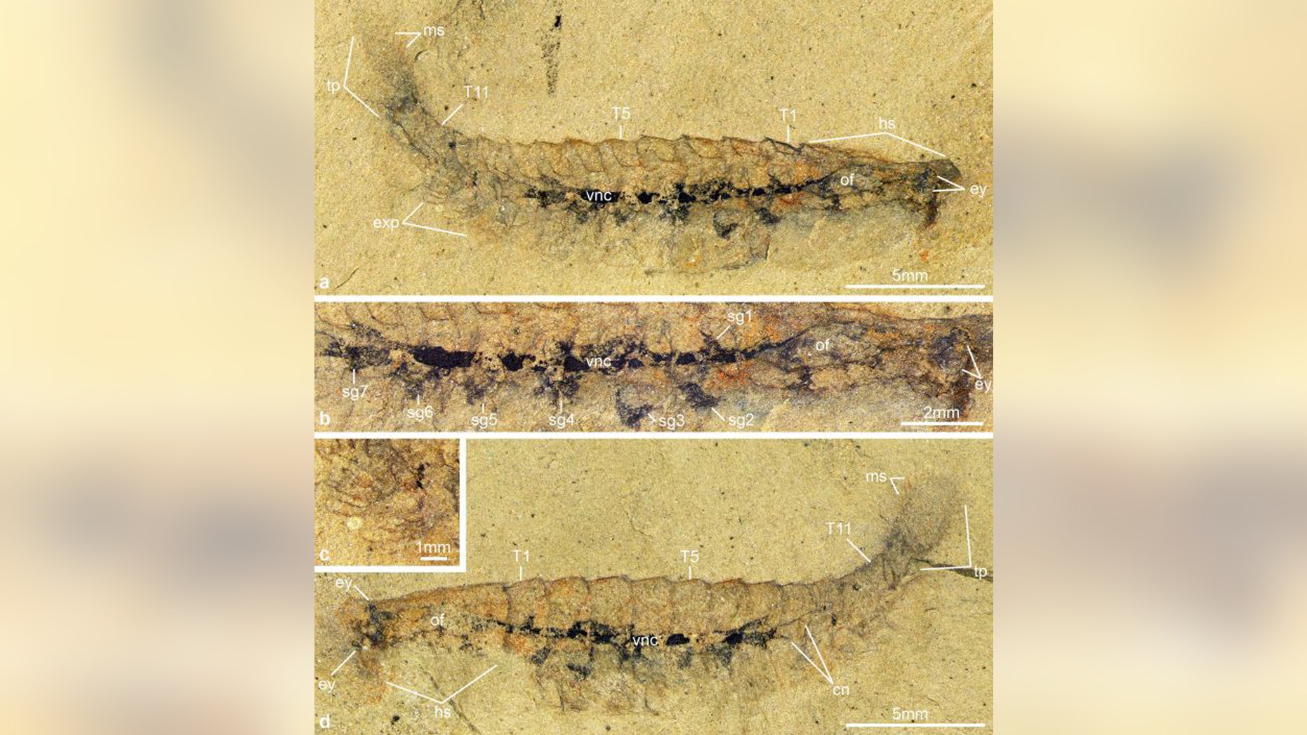 A newfound Alalcomenaeus fossil from the western U.S. contains remnants of a nervous system (black stain). (Credit: Ortega-Hernández et al. 2019)