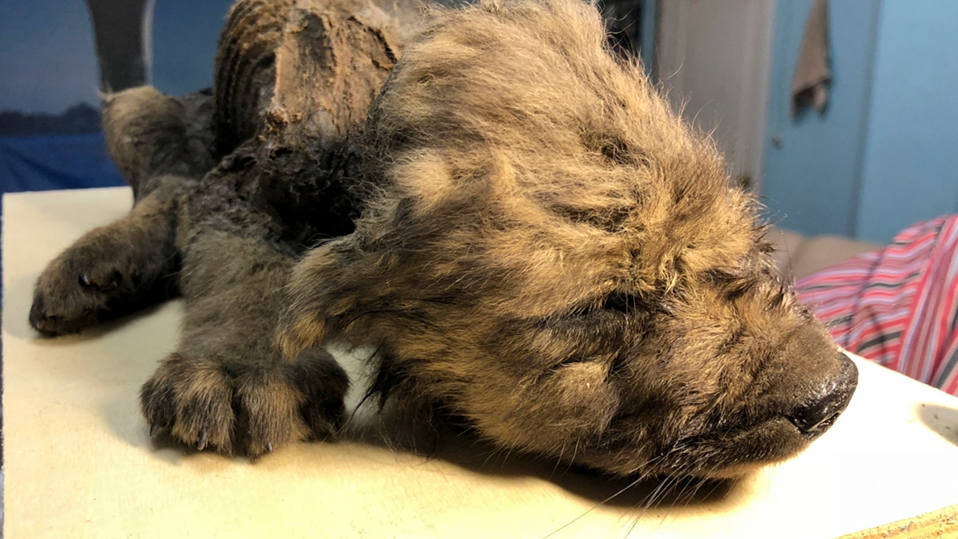This is a handout photo taken on Monday, Sept. 24, 2018, showing a 18,000 years old Puppy found in permafrost in the Russia's Far East, on display at the Yakutsk's Mammoth Museum, Russia. Russian scientists have presented a unique prehistoric canine, believed to be 18,000 years old and found in permafrost in the Russia's Far East, to the public on Monday, Dec. 2, 2019. (Sergei Fyodorov, Yakutsk Mammoth Museum via AP)