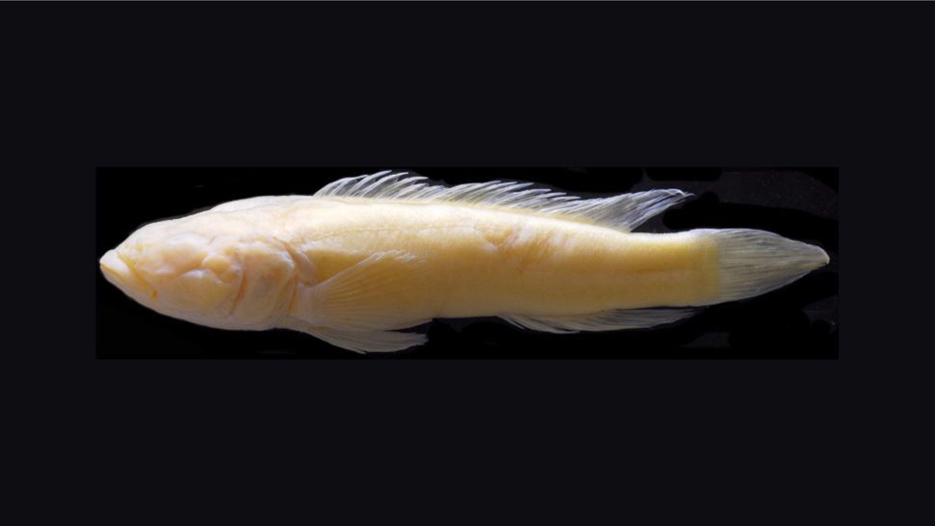 Lamprologus lethops, a fish that lives in the lower Congo River, is pale and blind like fish that dwell in caves deep underwater. (Credit: Courtesy of Melanie Stiassny)