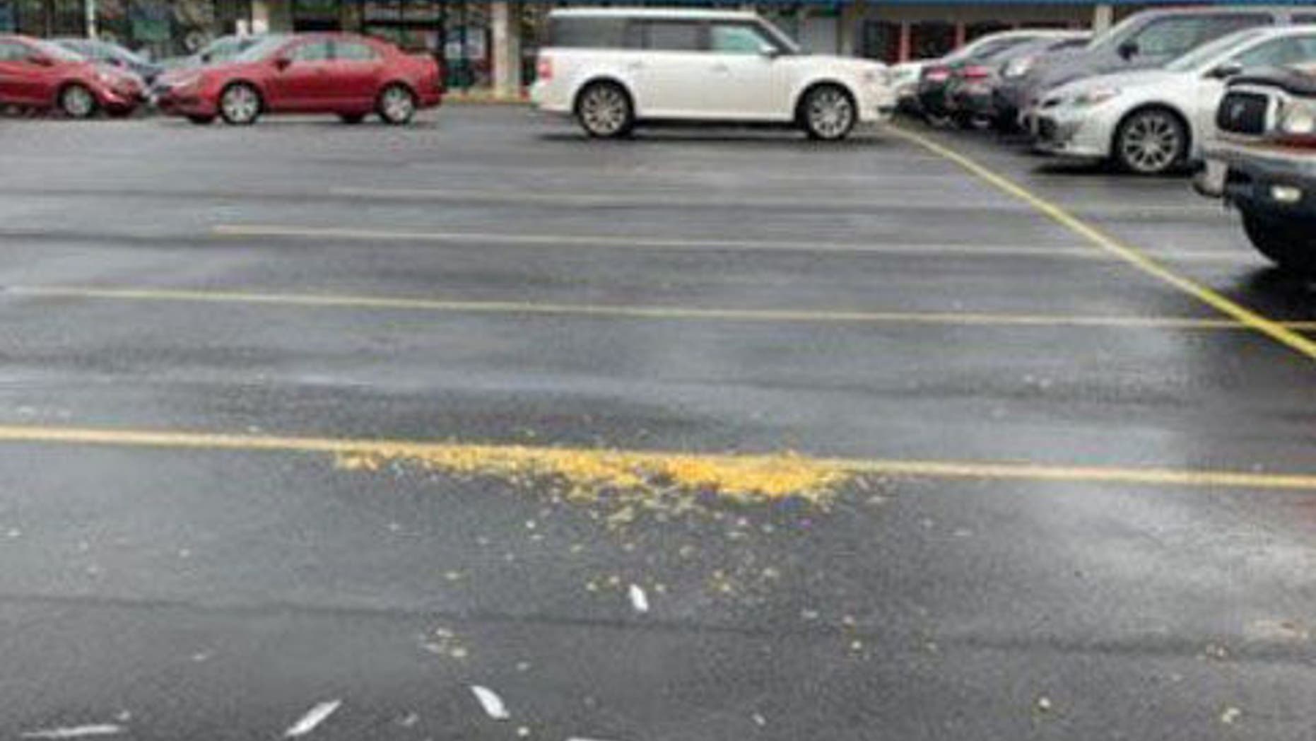 Strip mall where seagulls were lured with popcorn and then mowed down by an individual in a vehicle.
