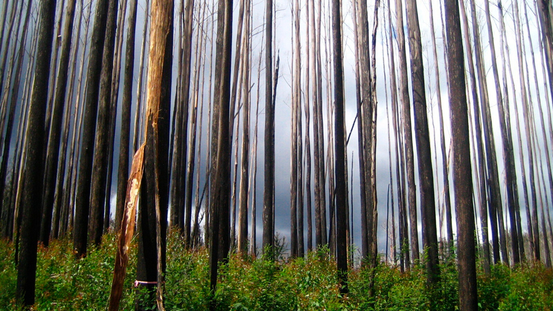This 2010 photo provided by Sebastian Pfautsch shows an alpine ash forest that burned during 2009 wildfires with early signs of regrowth in Victoria, Australia. Heat waves and drought are fueling bigger and more frequent fires in Australia and there are worries some stands of trees won’t return. (Sebastian Pfautsch via AP)