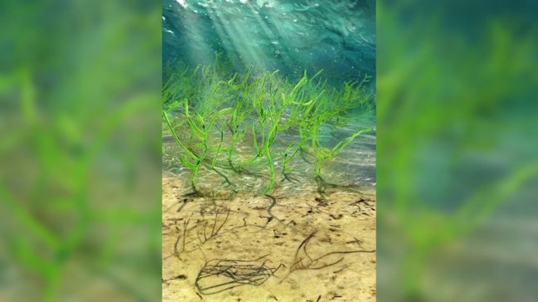 An illustration of how Proterocladus antiquus likely appeared 1 billion years ago. (Credit: Dinghua Yang; Tang et al., Nature Ecology and Evolution)