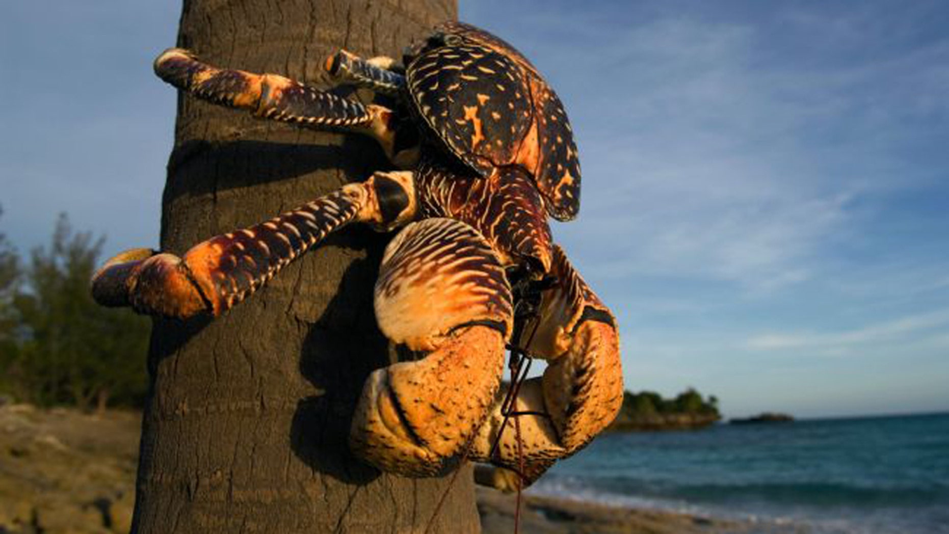 The giant coconut crab (Birgus latro) is the biggest terrestrial crab in the world. (Credit: The Africa Image Library/Alamy)