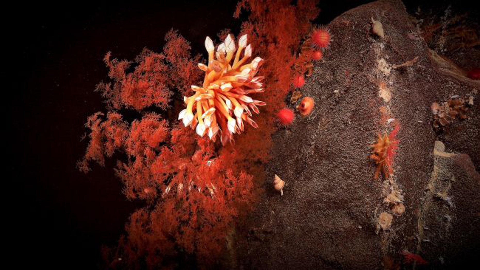Coral blooms in the abyssal depths of Australia's southern coast. (Credit: ROV SuBastian/ SOI)