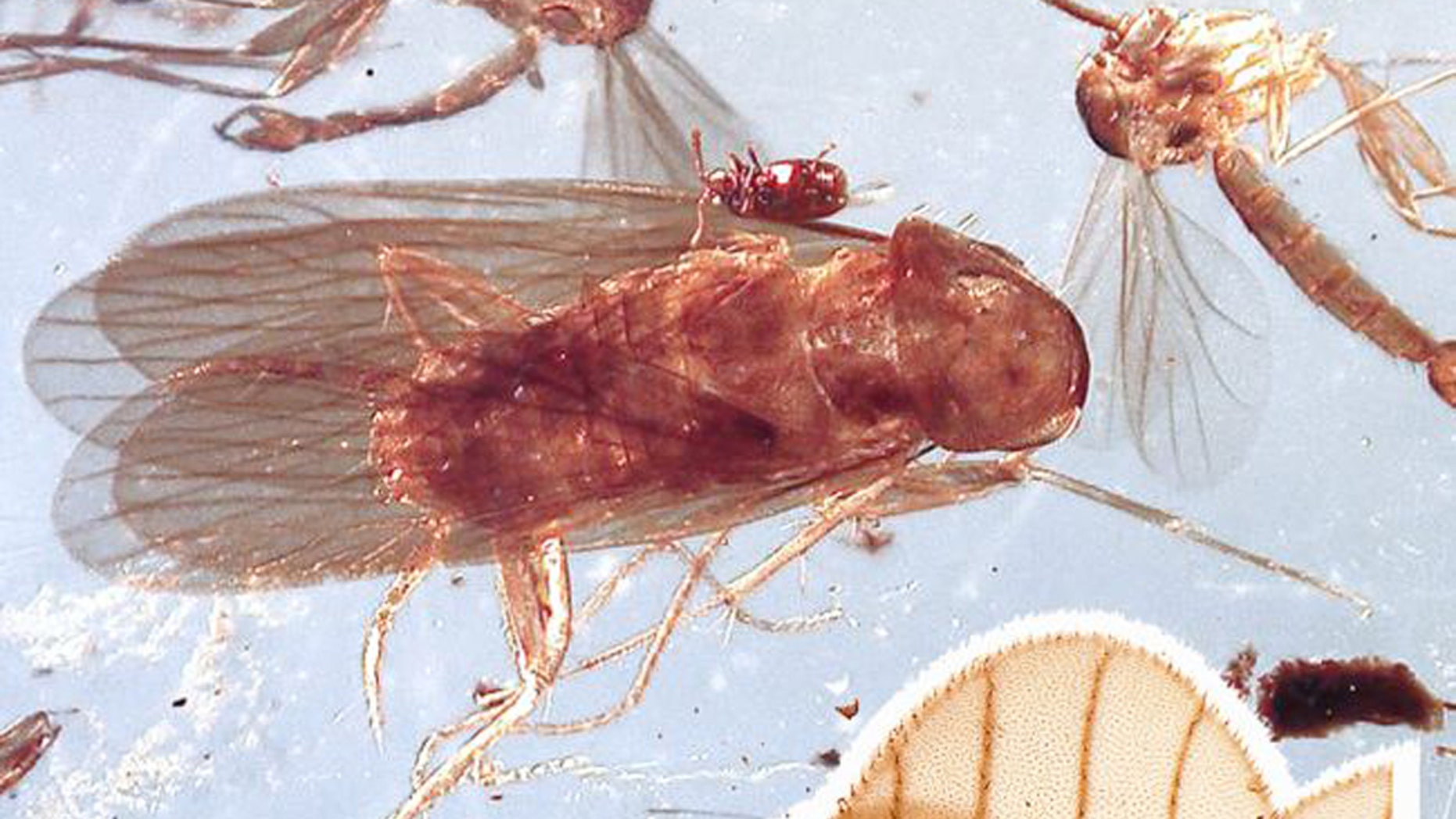 One of the ancient cockroaches is pictured preserved in its amber grave. (Credit: Lenka Podstrelená, Sendi et al. Gondwana Res 2020 (Copyright Elsevier 2020))