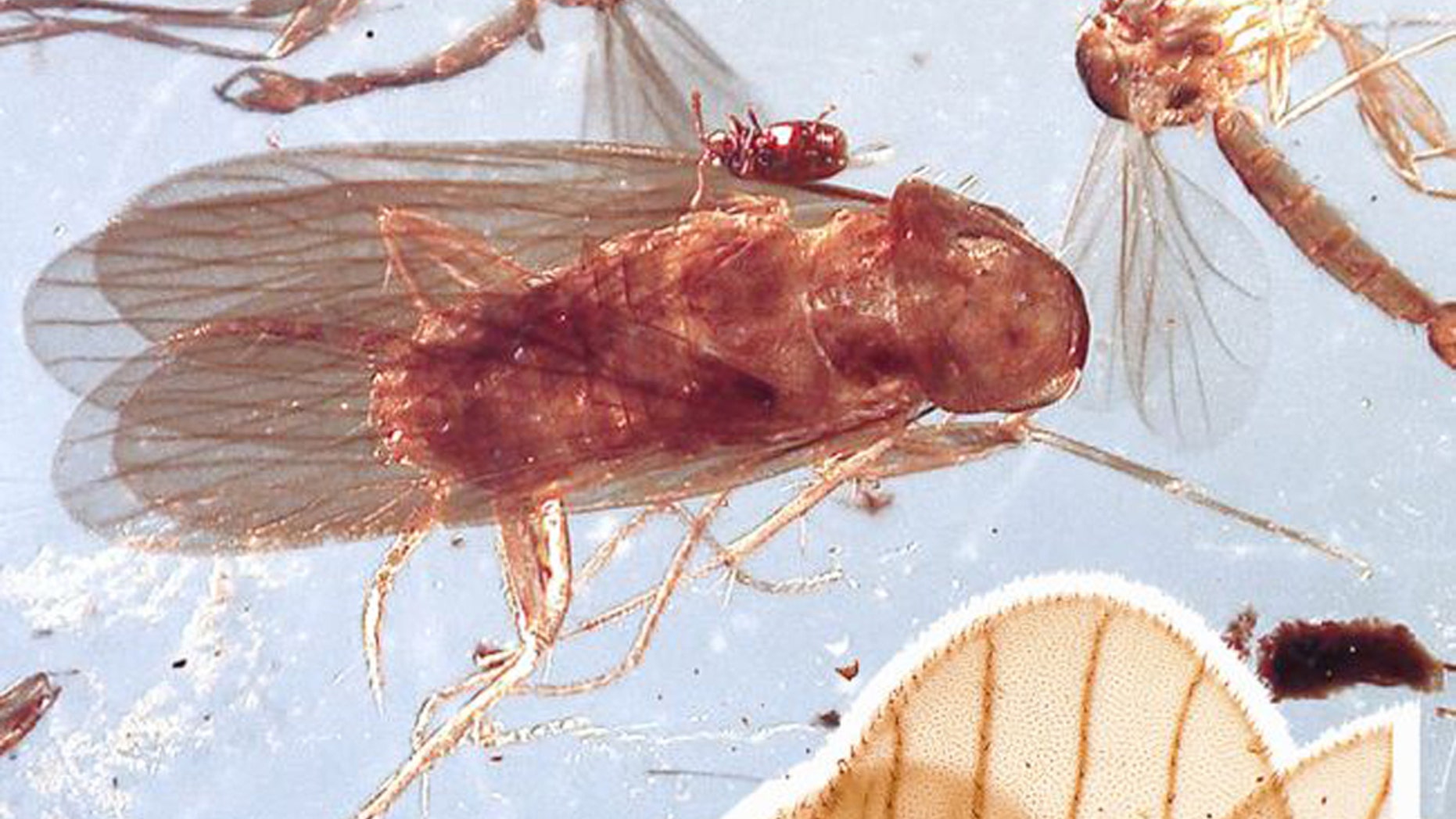 One of the ancient cockroaches is pictured preserved in its amber grave. (Credit: Lenka Podstrelená, Sendi et al. Gondwana Res 2020 (Copyright Elsevier 2020))