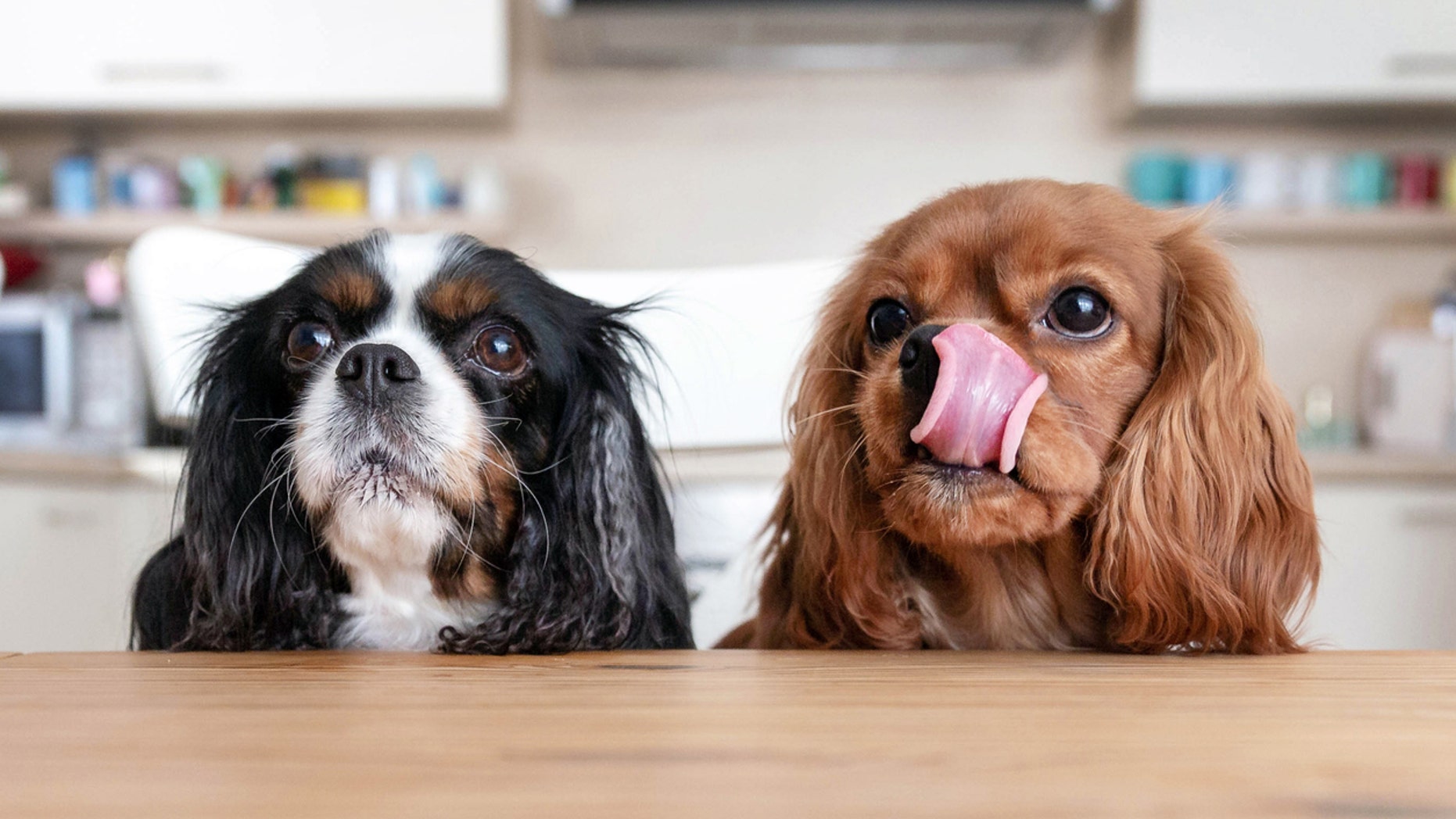 Veterinarian Dr. Danielle Bernal told Fox News there are foods that you can feed your dog when it’s asking for snacks at the dinner table.