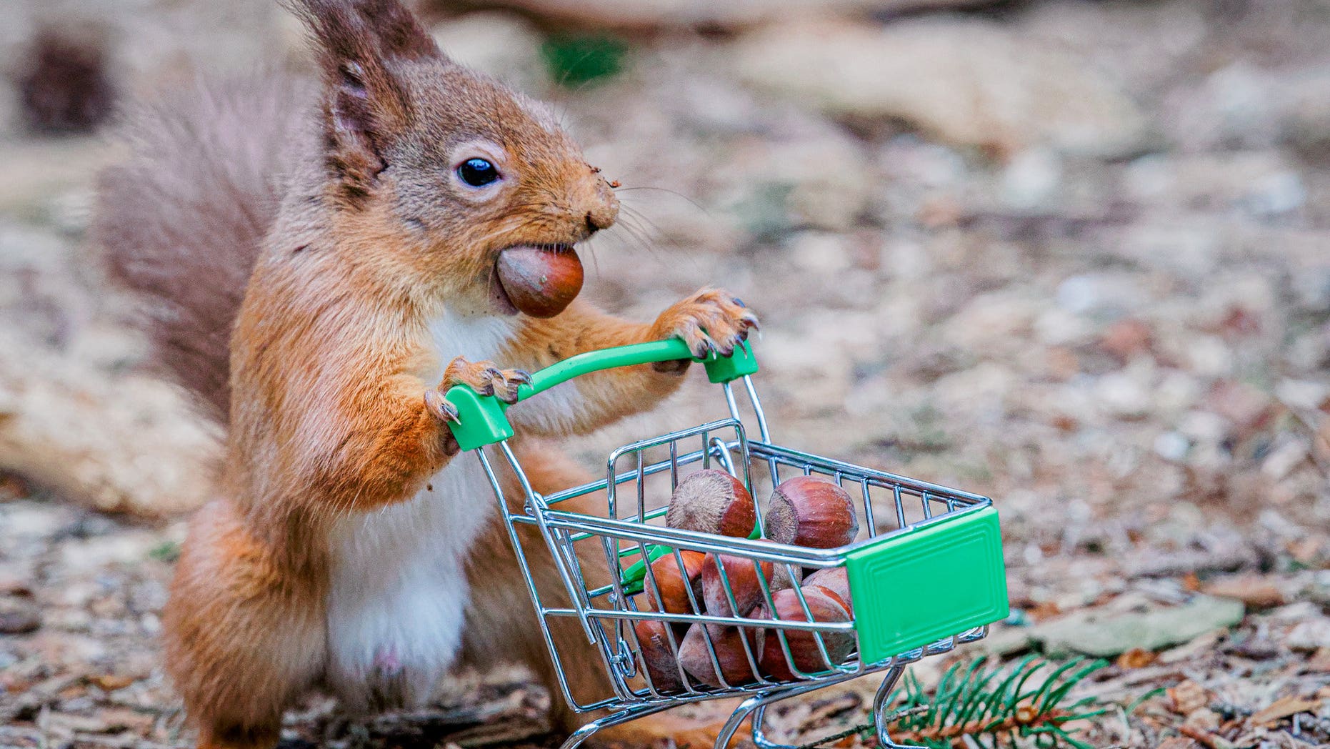 Photographer Takes Funny Snaps Of Squirrel Panic Buying Nuts Toilet 