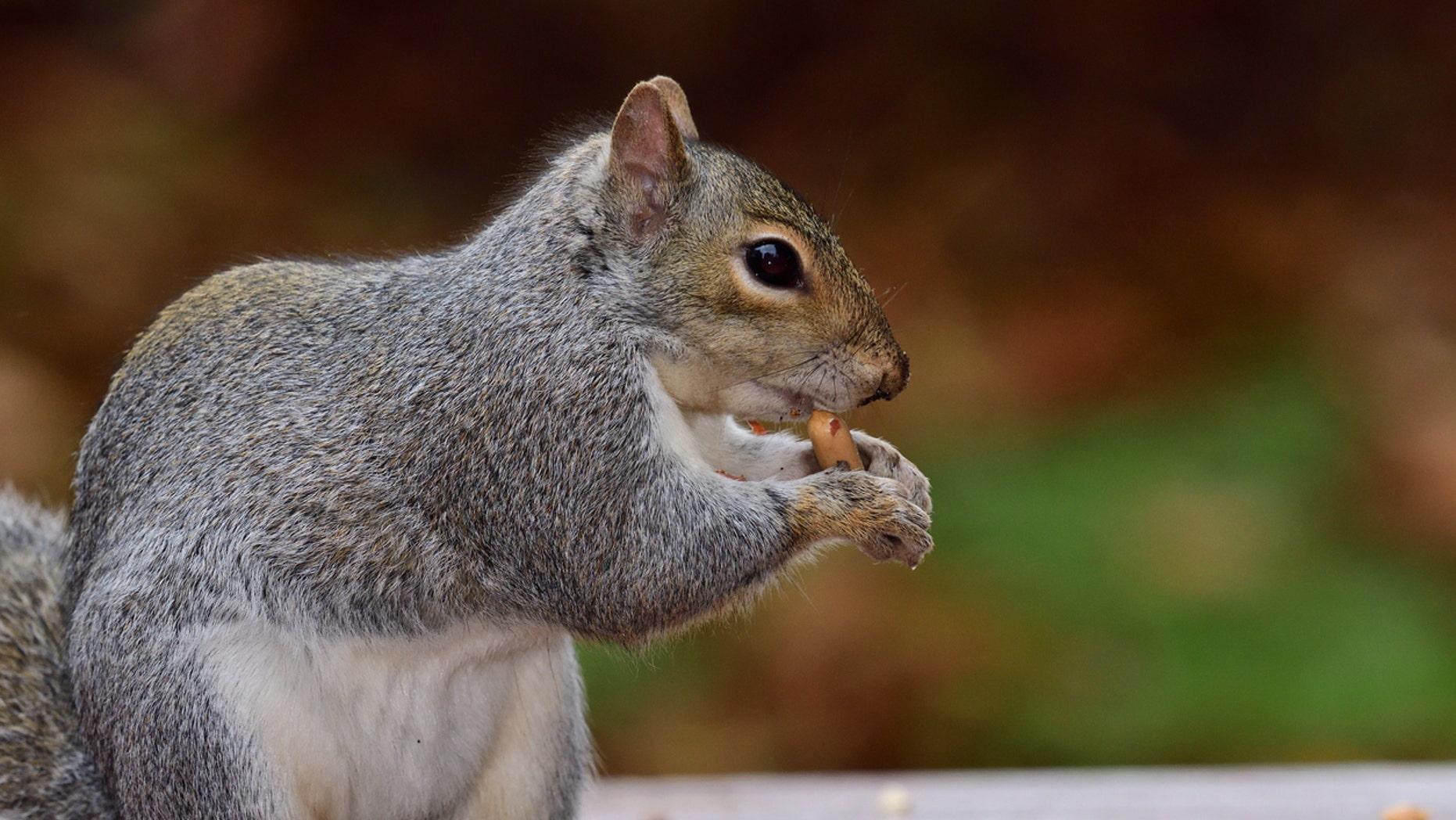 Man S Tiny Picnic Table For Squirrels Goes Viral Prompts People