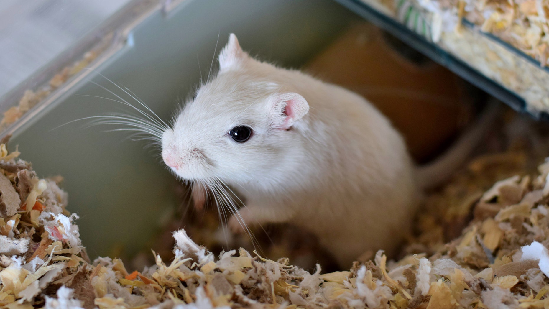 For one couple, being stuck inside for days on end means it’s time to build a tiny art gallery for their gerbil.
