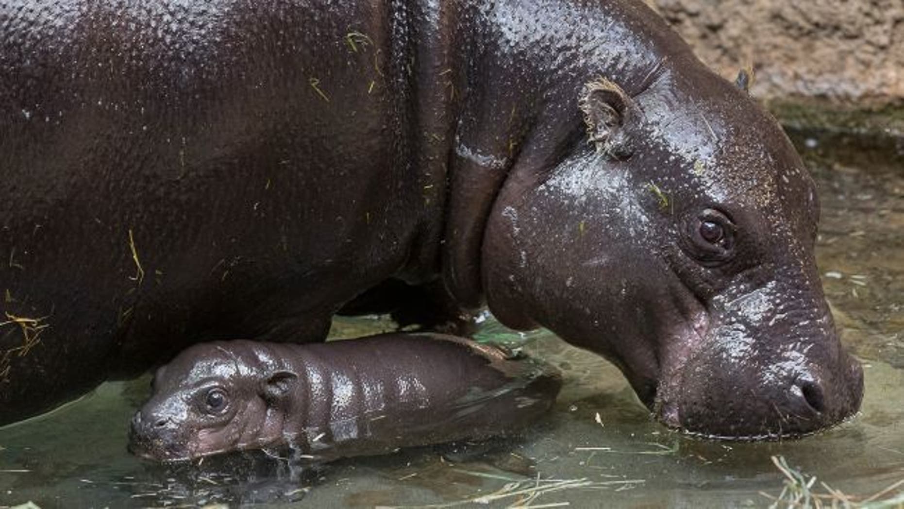A coating of "blood sweat" protects the hippos' skin from drying out. (Credit: San Diego Zoo)