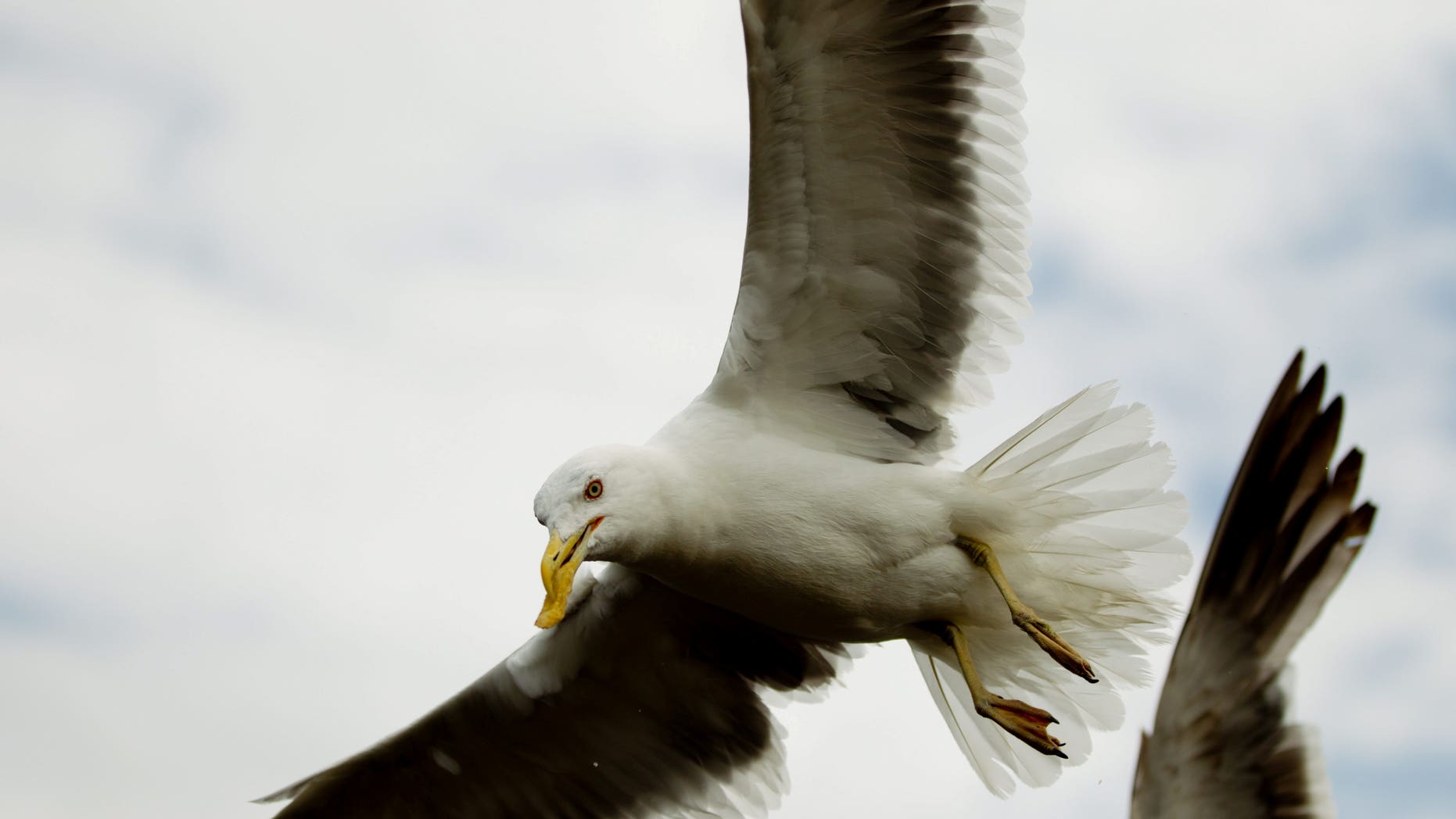 The dive-bombing gulls – branded “vicious flying rats” – have been a menace for people living in Worcester for years.