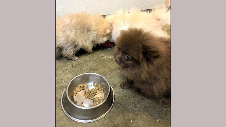 Russian citizens caught trying to smuggle Pomeranian puppies into United States