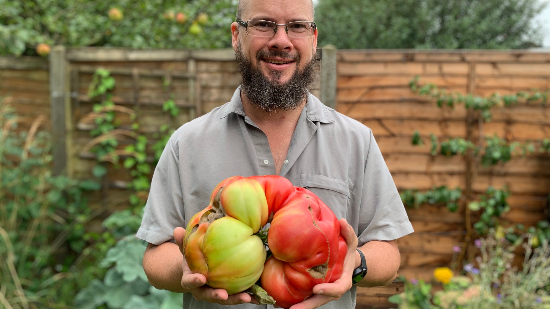 Douglas Smith, 42, spent over two months carefully growing the giant tomato, which weighs a whopping 6.6 lbs. and is actually six regular beef steak tomatoes fused into one.
