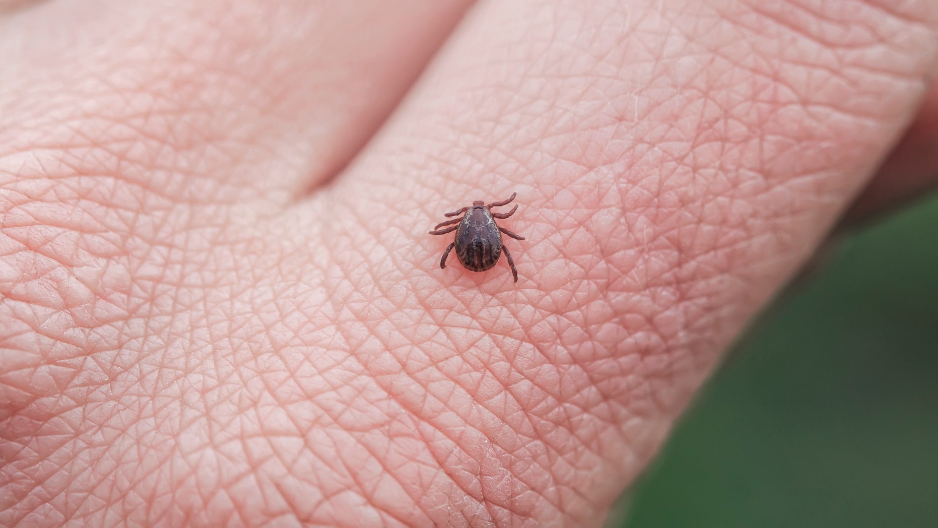 CDC discovered new natural tick and mosquito repellent, according to CDC news release