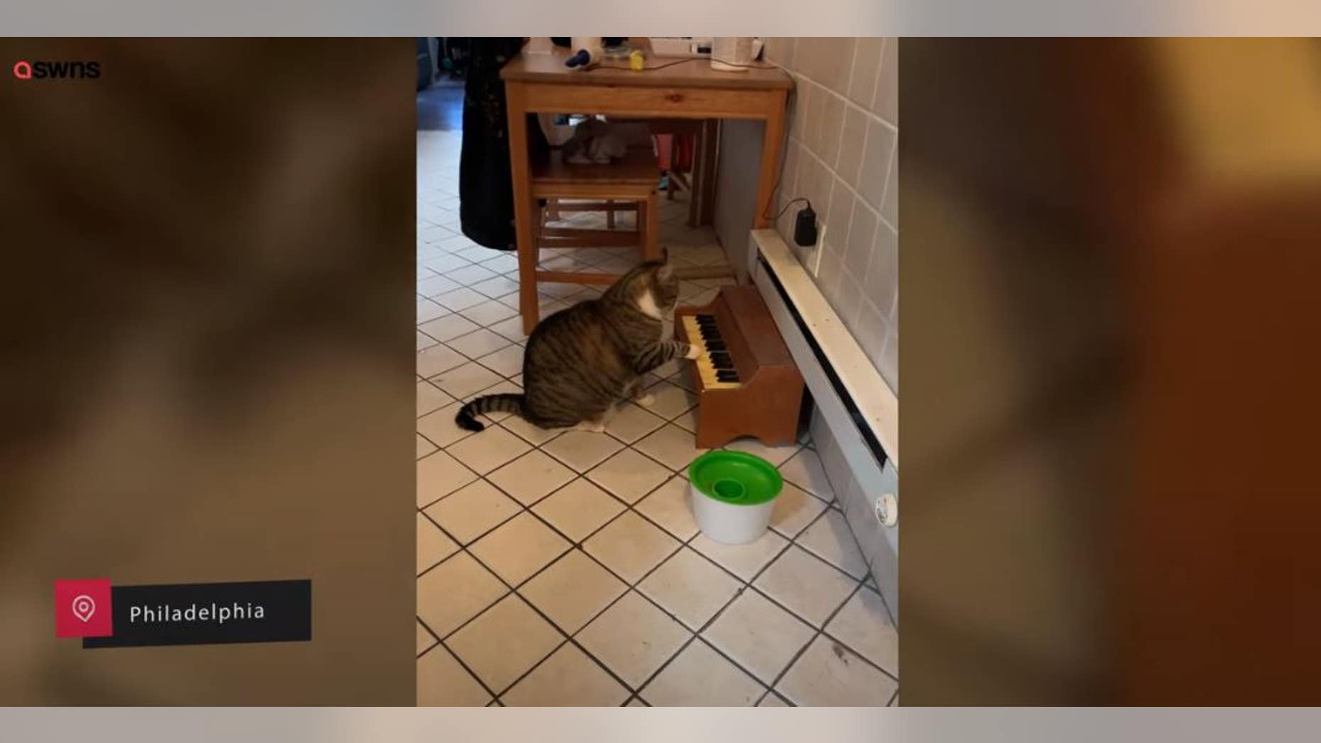 A musically-inclined feline was recorded playing his sad hunger song for his owner, Kate Nyx.