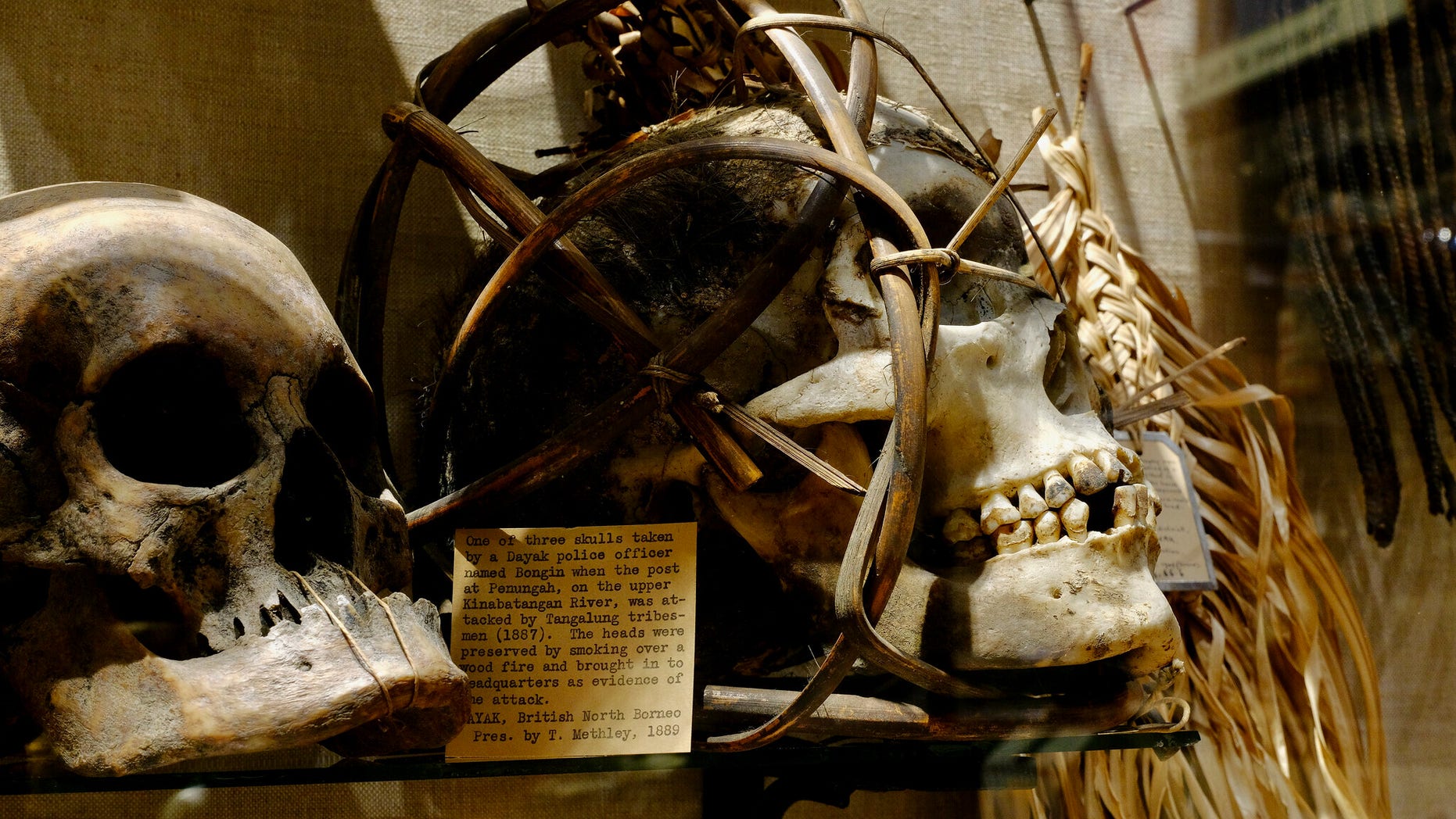 In July 2020, the Pitt Rivers Museum at the University of Oxford removed its shrunken heads and human remains from public display.