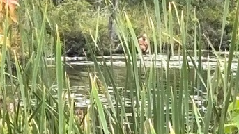 Tyrus grills eyewitness who captured viral 'Syracuse Figure' in secluded swamp - Fox News