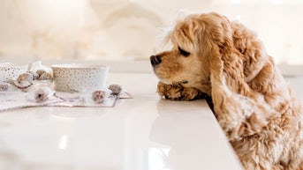 National Dog Day: Dog-treat founder says MAHA movement should extend to pets - Fox News