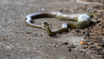 Deadly snake discovered inside football player's helmet in middle of practice - Fox News
