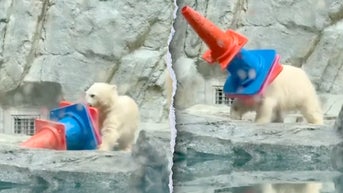 Playful polar bear cub delights aquarium crowds with hilarious cone antics - Fox News