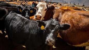 Nearly 30K pounds of imported beef recalled after inspection failure - Fox News