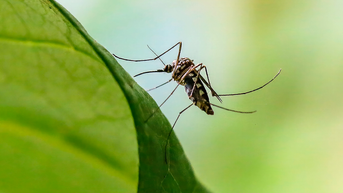 Painful 'breakbone' illness found in tropics spiking across this southern state - Fox News