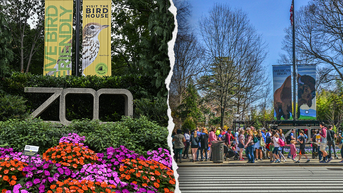 Smithsonian in hot seat again as nation's beloved zoo 'infiltrated' by 'radical' agenda - Fox News
