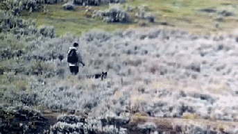 National park tourist uses spray to fend off a wolf following him in wild video - Fox News