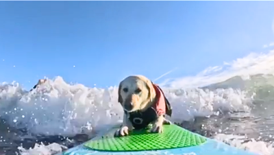 Meet the dog with an incredible skill that’s taking the internet by storm - Fox News