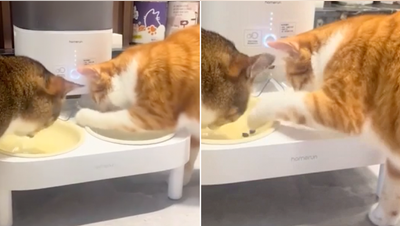 Orange cat pulls off hilarious dinner heist as confused feline watches food disappear - Fox News