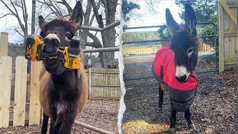 Cops kill beloved baby donkey 'HeeHaw' after entering family's pasture - Fox News