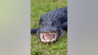 Massive ALLIGATOR attacks swimmer - Fox News