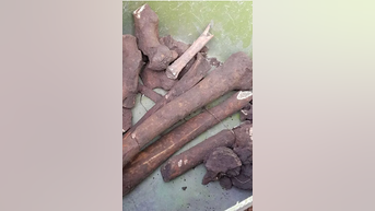 Ancient BONES found during renovation - Fox News