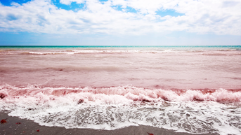 Toxic red tide bloom prompts warning to beachgoers on this state's coastline - Fox News
