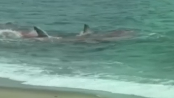 Shark spotted hunting seal offshore popular beach in dramatic encounter - Fox News