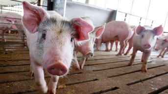Consumers warned about another recall as 1,500 pounds of pork pulled from the shelves - Fox News