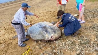 900-pound sea creature makes startling appearance on New England coast - Fox News