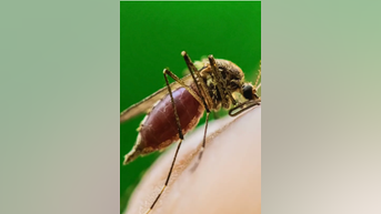 Primera MUERTE en la ciudad por un virus transmitido por mosquitos - Fox News