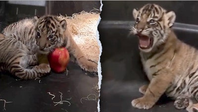 Newborn tiger cubs compared to apples in adorable Memphis Zoo weigh-in - Fox News