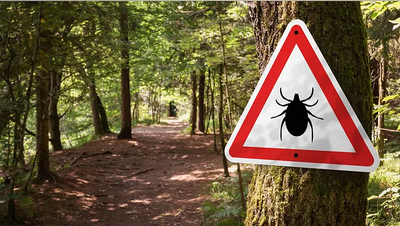 Key steps families can take to protect themselves from tick-borne illnesses - Fox News
