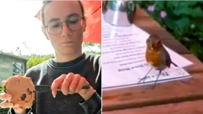 Hungry robin crashes outdoor brunch and helps itself to a sweet scone treat - Fox News