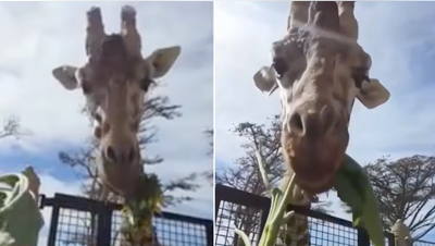 Hungry giraffe shows her favorite part of a sunflower snack - Fox News