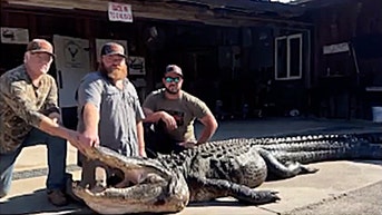 Massive 844-pound alligator caught after years-long hunt - Fox News