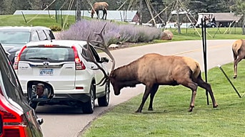 Massive elk smashes car window with brute force in must-see viral video - Fox News