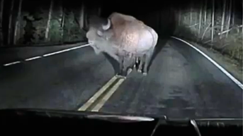 Yellowstone bison slams into truck after driver tries to avoid hitting the animal - Fox News
