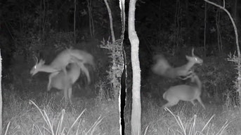 Young buck gets sent flying by larger deer during intense trail cam fight - Fox News